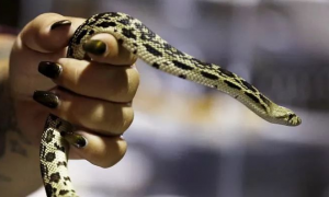 蛇会感染新型冠状病毒吗