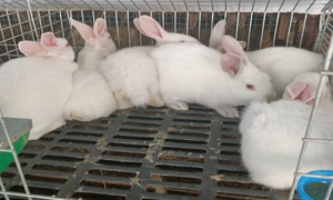 怎样防治新西兰兔的兔虱病 防治方法