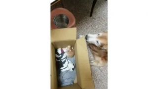 黄金猎犬在路上捕获2只小橘猫，网友：狗界暖男当之无愧！