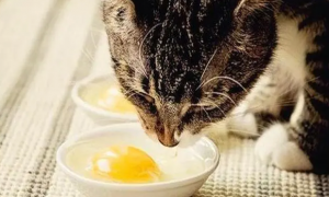 猫能吃生鸡蛋吗