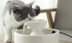 小猫咪水喝多了会怎么样