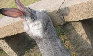 巨型金吉拉兔多久可以生兔子