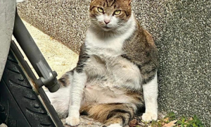 网友远看发现有只流浪猫瘫坐在地，担心的走近却吐槽过得比我好！