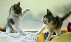 两只猫咪老是打架，互相咬怎么办呢？
