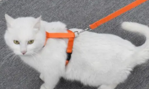 宠物猫牵引绳怎么戴