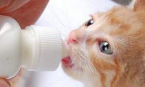 猫不喝羊奶粉是怎么回事