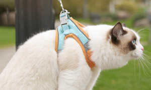 猫猫牵引绳怎么套