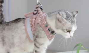 猫咪牵引绳怎么戴