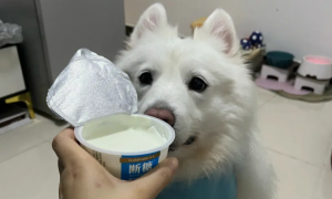 狗狗一天喝多少酸奶合适