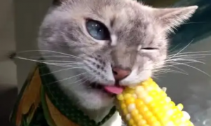 猫咪吃玉米有事吗会拉稀吗