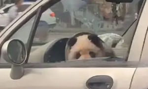 四川乐山街头遛“熊猫”火了 被举报坐驾驶室
