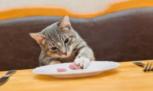 猫可以吃什么零食推荐