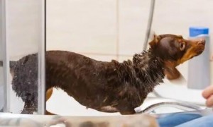 宠物店一般给狗狗洗澡的沐浴露是什么