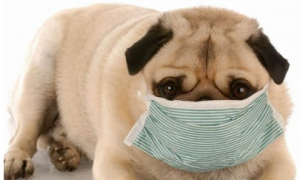 狗用感冒药有哪些