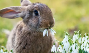 兔子得球虫病有什么症状表现