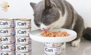 猫咪一天吃多少罐头