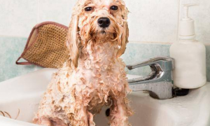 给狗狗洗澡可以不用沐浴露吗