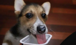 宠物狗喝酸奶好吗