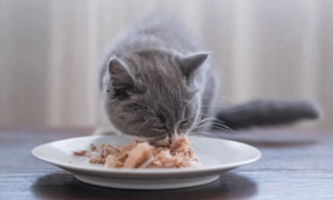 猫咪可以吃哪些东西