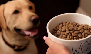 这个不同品牌的狗粮可以混着吃吗？