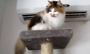 猫喜欢吹空调吗为什么