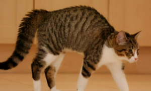 猫把背拱起来是什么意思