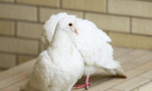 鸽子冬天下蛋室外能孵化吗