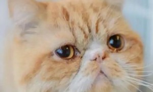 小猫咪眼睛流泪是什么原因