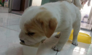 幼犬几个月可以喝酸奶