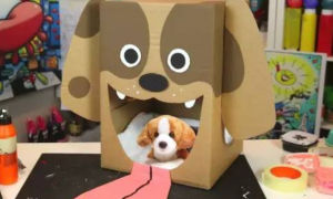 纸箱子怎么做狗窝