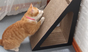小猫需要猫抓板吗