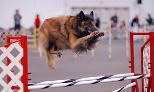 比利时特伏丹犬训练项目
