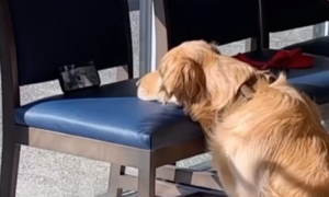 为了缓解狗狗就医时的紧张情绪，主人放出绝招：让它刷会儿小视频