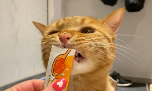 猫只吃猫条可以吗