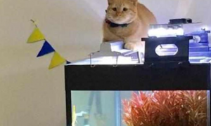 一进门看见猫咪趴在鱼缸上，眼瞅着就不太对劲：坏你好事啦