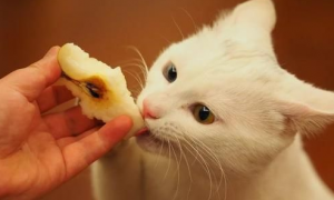 猫可以吃梨吗