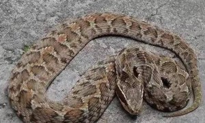 土公蛇是保护动物吗