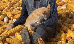 爷爷在忙着剥玉米，狗狗却坐在他怀里撒娇：我才是爷爷的小宝贝！