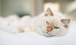 猫睡觉打鼾是什么问题引起的