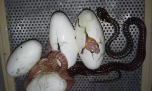 蛇怎么繁殖后代