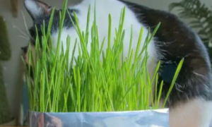 猫草种子怎么种