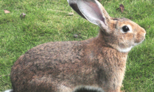 比利时兔可以养几年