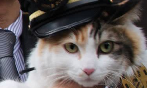日本网友养了一只奇怪的猫，行为举止让人相当惊讶！像是一只猫妖