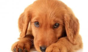 狗狗眼睛里有乳白色膜是什么