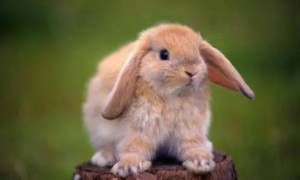 兔子吃橘子皮有事吗