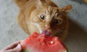 猫最爱吃的10种水果