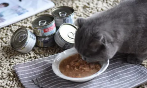 猫咪每天吃罐头好不好