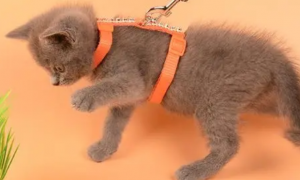 怎么安装猫咪牵引绳