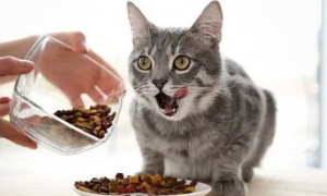 猫粮一个月吃多少钱