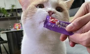 幼猫能吃猫条吗